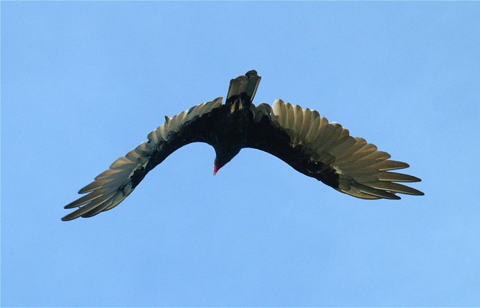 (19) Dscf2266 (turkey vulture).jpg   (934x599)   148 Kb                                    Click to display next picture